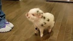 Cute Pigs - adorable❤️❤️ Did you know that pigs are...
