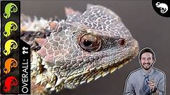 Horned Lizard, The Best Pet Lizard?