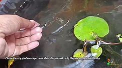 Easy DIY koi fish Mini Pond 🎏... - Aqua adventure by rishabh