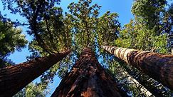 Meet America's Biggest Trees (and Prepare to Feel Awed by These Amazing Giants)