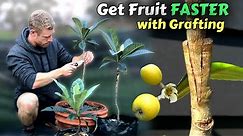 Grafting Loquat Trees - Learn How To Graft (Includes 8 Months of Results)