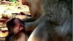 Mother Monkey Bites Baby Monkey's Face In Pain, Baby Monkey's Face Is Red Because Of Bite #monkeylona | Monkey Lona