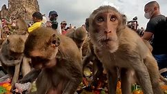 Thousands of monkeys in Thailand celebrated with $2800 buffet feast