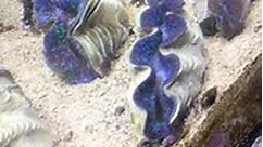 A few Beautiful Maxima Clams - REEF KEEPERS AQUARIUM, INC