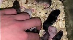 Cute baby pet rats