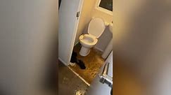 Home filled with poo after sewage spewed out of family's loo