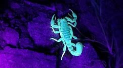 How To Hunt Scorpions At Night With A UV Flashlight
