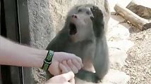 Monkeys vs Magic: The Funniest Reactions Ever