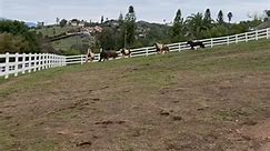 When gypsies hear the food truck start up 🐎...#GypsyRanch #Gypsycob #GypsyHorses #GypsyFoal #LaReinaGypsyRanch #Horses #Horselovers #BeautifulHorses #LoveAnimals #GypsyhorsesUSA #Horsesofinstagram #RunningHorses #FeedingHorses #RanchLife #LifeontheRanch | La Reina Ranch
