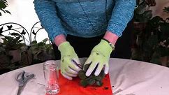 How to Wick African Violets if You Aren't Repotting / Viewer Inspired