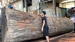 Amazing Factory Wood Sawmill - The Unexpected Value of Old Trees Giant Tree Saws