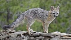 10 Things You Need to Know About Gray foxes Latates updated video