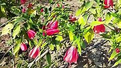 गुड़हल के फूल | Edible Hibiscus Flowers . . #gurhal #gurhal_ka_phool #ediblegarden #edibleflowers #hibiscusflower #flowers #flowerstagram #flpwerlovers #glowergarden #garden #gardenersworld #phool #phoolpatti #gurhalphool #reel #lovereels #reelsviral #panchkulagri #reels #reelsvideo #reelkarofeelkaro #reelindia | Panchkul Agri