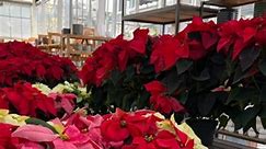Here at Van Winden’s we take poinsettias pretty seriously. We keep them toasty-warm in our glass house, bottom water them, and in general, keep them in tiptop shape! If you want your poinsettia last, make sure you keep it indoors, keep it well watered, and don’t let it get bumped around. These top-heavy beauties don’t have strong stems, yet. If you are interested in getting your poinsettia to rebloom next year, let us know and we will guide you through the process. 🎄 | Van Winden's Garden Cente
