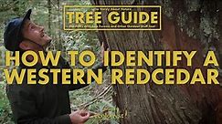 Western Red Cedar - How to identify them. Nerdy About Nature - Ep. 6.