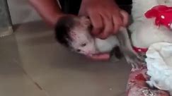 Monkey New - Poorest Baby Monkey gets Serious Sickness,...