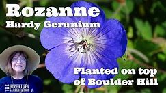 Planting Beautiful Blue Rozanne Hardy Geranium - Years of Bright Flowers