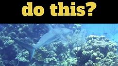 Would you swin with sharks? #vacation #travel #sightseeing #fyp #fypシ #tiktok #fypシ゚viral #ocean #shark