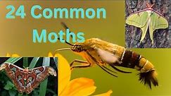 24 Types Of Common Moths - How many can you identify ?