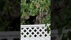 Black Bear Climbs Tree to Protect Her Cubs