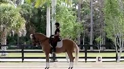 ✨Pat and her horse Estoico, working on their piaffe in their lesson this week. ✨Pat has been a client of SOTW for over 10 years and has owned Estoico, a SOTW sales graduate, since 2016. They... - Vitor Silva's Sons of the Wind - Classical Dressage School & Lusitano Sales