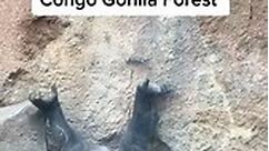Relaxing gorillas #gorilla #zoo #animals #congo #forest #bronxzoo #respect #smart #newyork #monkey #smartanimals | Gorilla King