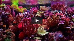 Aquarium Video - with Scenes of Tropical Fishes in Fish Tanks with Relaxing Music