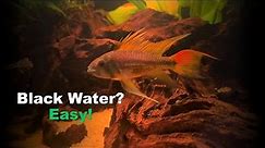 How to build Black Water Tank for Apistogramma Cacatuoides