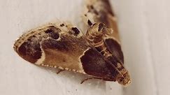 How To Get Rid of Clothes Moths - Today's Homeowner