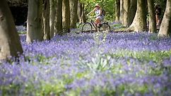 The best forests and gardens in the UK to see spring flowers