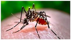 Dengue: बांग्लादेश में बढ़ रहा डेंगू का प्रकोप, मरने वालों की संख्या 1000 के पार; पिछले साल का टूटा रिकॉर्ड - Dengue outbreak increasing in Bangladesh death toll crosses 1000 Last years record broken