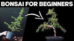 How to Make Bonsai for Beginners 🌲*EASY*