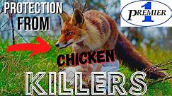 Premier 1 Electric Fence | Chickens = GAME CHANGER! (+ Hunting and Home Maintenance)