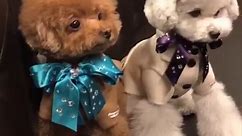 Adorable fluffy puppy kind of looks like a plush toy but we promise it's a real dog