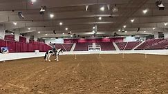 This is the Riding Horses Sale... - Michiana Friesian Sale