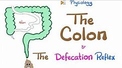 The Colon & The Defecation Reflex | Gastrointestinal Physiology
