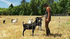 Oregon Field Guide:Working Goats Season 26 Episode 2602