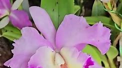 Cattleya Orchid #cattleya #cattleyaorchid #orchids #orchidlover #orchidflower | Aliza Vlog