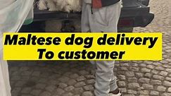 Maltese Dog delivery To customer #maltese #viral #pet #ethiopian_tik_tok🇪🇹🇪🇹🇪🇹🇪🇹 #fyp #ethiopets