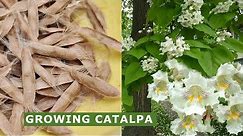 How to Grow Indian Bean Tree (Catalpa) at Home