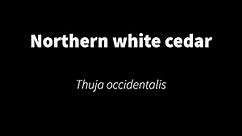 Thuja occidentalis - Northern white cedar