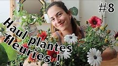Haul plantes extérieur : nouveaux arbustes grimpants et fleurs pour des jardinières !