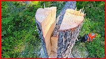 Tree Felling 101: How to Cut a Tree in the Right Direction