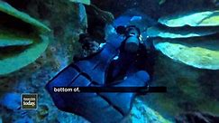 Taking a dive into the New England Aquarium