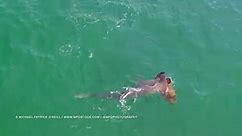 VIDEO: Hammerhead shark attacks goliath grouper