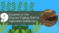 9 Reasons to Use Organic Potting Soil for Aquarium Substrate