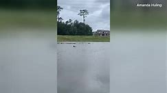 VIDEO: Dolphin swims through flooded Louisiana neighborhood after Hurricane Ida