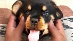 THE BEST CUTE AND FUNNY DOG VIDEOS OF 2023! 🐶
