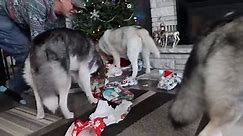 My Dogs Christmas Haul From Santa Paws 🎄 Dogs Opening Christmas Presents