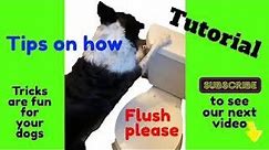 Tutorial dog closing and flushing toilet, Dogs can be trained to use the toilet close it and flush